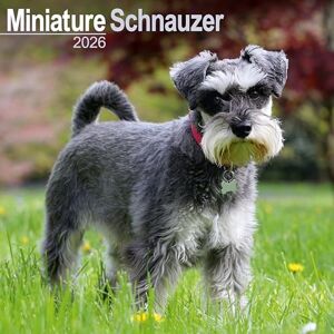Avonside Publishing Ltd Schnauzer Miniature 2026 Calendar Square Wall Calendar Dog Breed Gift Plastic Free Packaging by Avonside Publishing Avonside Publishing Ltd Schnauzer Miniature 2026 Calendar Square Wall Calendar Dog Breed Gift Plastic Free Packaging by Avonside Publishing