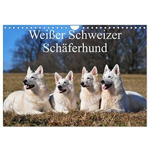 CALVENDO Weißer Schweizer Schäferhund (Wandkalender 2024 DIN A4 quer), Monatskalender CALVENDO Weißer Schweizer Schäferhund (Wandkalender 2024 DIN A4 quer), Monatskalender