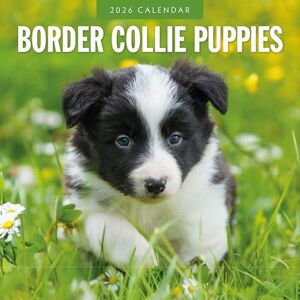 Red Robin Border Collie Puppies 2026 Square Wall Calendar Red Robin Border Collie Puppies 2026 Square Wall Calendar