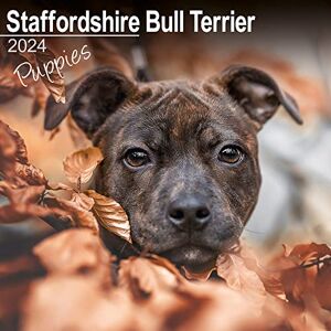AVONSIDE Staffordshire Bull Terrier Puppies Calendar 2024 Square Dog Puppy Breed Wall Calendar 16 Month AVONSIDE Staffordshire Bull Terrier Puppies Calendar 2024 Square Dog Puppy Breed Wall Calendar 16 Month