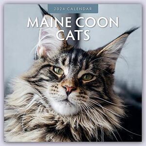 Red Robin Publishing Ltd. Maine Coon Cats 2024 Square Wall Calendar Red Robin Publishing Ltd. Maine Coon Cats 2024 Square Wall Calendar