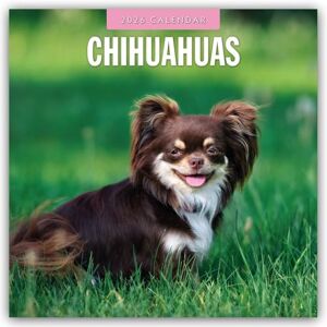 Red Robin Chihuahuas 2026 Square Wall Calendar Red Robin Chihuahuas 2026 Square Wall Calendar