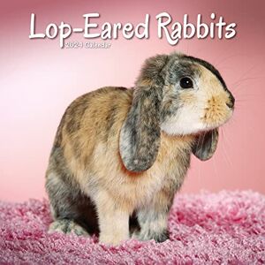 Avonside Publishing Ltd Lop Eared Rabbits Calendar 2024 Square Animal Wall Calendar 16 Month Avonside Publishing Ltd Lop Eared Rabbits Calendar 2024 Square Animal Wall Calendar 16 Month