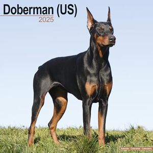 Avonside Publishing Ltd Doberman (US) 2025 Square Wall Calendar Dog Breed Calendar Avonside Publishing Ltd Doberman (US) 2025 Square Wall Calendar Dog Breed Calendar