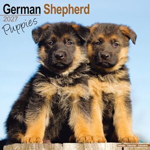 Avonside Publishing Ltd German Shepherd Puppies 2027 Calendar Square Wall Calendar Puppy Gift Plastic Free Packaging by Avonside Publishing Avonside Publishing Ltd German Shepherd Puppies 2027 Calendar Square Wall Calendar Puppy Gift Plastic Free Packaging by Avonside Publishing