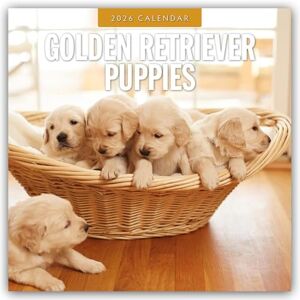 Red Robin Golden Retriever Puppies 2026 Square Wall Calendar Red Robin Golden Retriever Puppies 2026 Square Wall Calendar