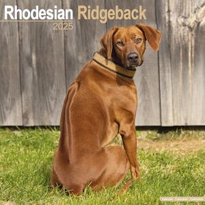 Avonside Publishing Ltd Rhodesian Ridgeback 2025 Square Wall Calendar Dog Breed Calendar Avonside Publishing Ltd Rhodesian Ridgeback 2025 Square Wall Calendar Dog Breed Calendar