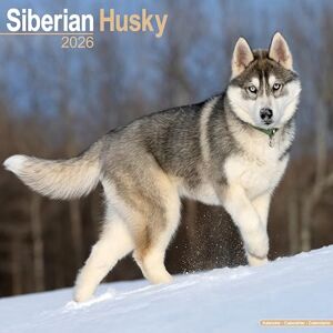 Avonside Publishing Ltd Siberian Husky 2026 Calendar Square Wall Calendar Dog Breed Gift Plastic Free Packaging by Avonside Publishing Avonside Publishing Ltd Siberian Husky 2026 Calendar Square Wall Calendar Dog Breed Gift Plastic Free Packaging by Avonside Publishing