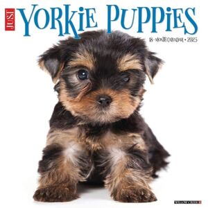 Willow Creek Press Yorkie Puppies 2025 Wall Willow Creek Press Yorkie Puppies 2025 Wall