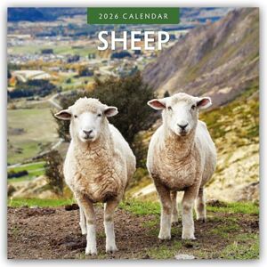 Red Robin Sheep 2026 Square Wall Calendar Red Robin Sheep 2026 Square Wall Calendar