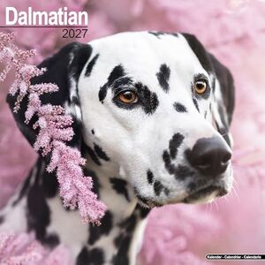 Avonside Publishing Ltd Dalmatian 2027 Calendar Square Wall Calendar Dog Breed Gift Plastic Free Packaging by Avonside Publishing Avonside Publishing Ltd Dalmatian 2027 Calendar Square Wall Calendar Dog Breed Gift Plastic Free Packaging by Avonside Publishing