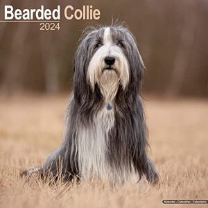 AVONSIDE Bearded Collie Calendar 2024 Square Dog Breed Wall Calendar 16 Month AVONSIDE Bearded Collie Calendar 2024 Square Dog Breed Wall Calendar 16 Month