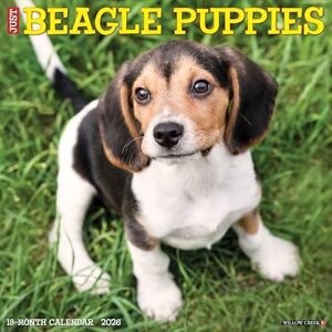 Willow Creek Press Beagle Puppies 2026 12 X 12 Wall Calendar Willow Creek Press Beagle Puppies 2026 12 X 12 Wall Calendar