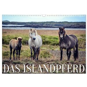 CALVENDO Das Islandpferd (Wandkalender 2024 DIN A3 quer), Monatskalender CALVENDO Das Islandpferd (Wandkalender 2024 DIN A3 quer), Monatskalender