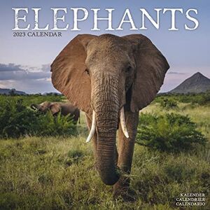 Avonside Publishing Ltd Elephants Calendar 2023 Square Wildlife Safari Wall Calendar 16 Month Avonside Publishing Ltd Elephants Calendar 2023 Square Wildlife Safari Wall Calendar 16 Month