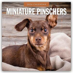 Red Robin Miniature Pinschers 2026 Square Wall Calendar Red Robin Miniature Pinschers 2026 Square Wall Calendar