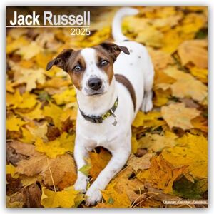 AVONSIDE Jack Russell 2025 Square Wall Calendar Dog Breed Calendar AVONSIDE Jack Russell 2025 Square Wall Calendar Dog Breed Calendar