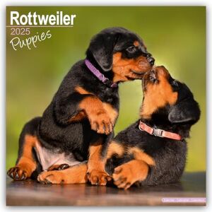 AVONSIDE Rottweiler Puppies 2025 Square Wall Calendar Dog Breed, Puppy Calendar AVONSIDE Rottweiler Puppies 2025 Square Wall Calendar Dog Breed, Puppy Calendar
