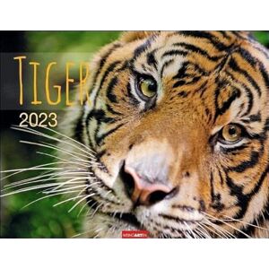 Harenberg u.Weingarten Tiger 2023 Calendar Harenberg u.Weingarten Tiger 2023 Calendar