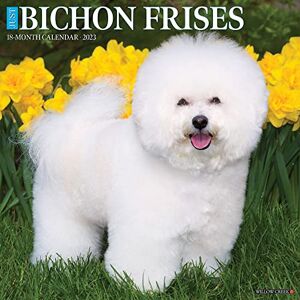 Willow Creek Press Just Bichons Frises 2023 Wall Calendar Willow Creek Press Just Bichons Frises 2023 Wall Calendar