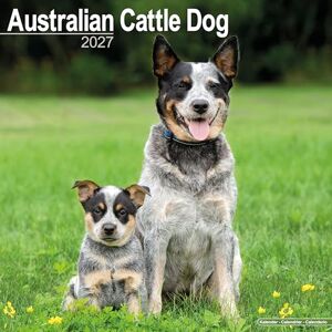 Avonside Publishing Ltd Australian Cattle Dog 2027 Calendar Square Wall Calendar Dog Breed Gift Plastic Free Packaging by Avonside Publishing Avonside Publishing Ltd Australian Cattle Dog 2027 Calendar Square Wall Calendar Dog Breed Gift Plastic Free Packaging by Avonside Publishing