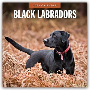 Red Robin Black Labradors 2026 Square Wall Calendar Red Robin Black Labradors 2026 Square Wall Calendar