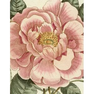 Derian, John John Derian Picture Book II: 2 Derian, John John Derian Picture Book II: 2