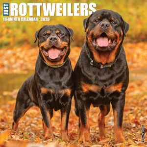 Willow Creek Press Rottweilers 2026 Wall Calendar Willow Creek Press Rottweilers 2026 Wall Calendar