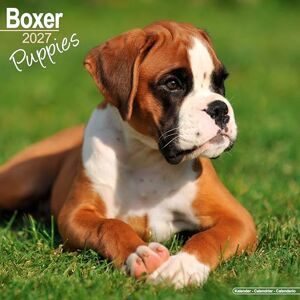 Avonside Publishing Ltd Boxer Puppies 2027 Calendar Square Wall Calendar Puppy Gift Plastic Free Packaging by Avonside Publishing Avonside Publishing Ltd Boxer Puppies 2027 Calendar Square Wall Calendar Puppy Gift Plastic Free Packaging by Avonside Publishing