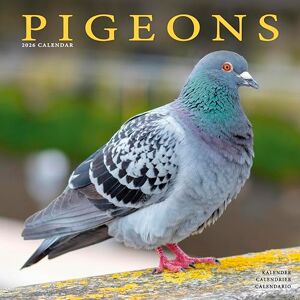 Avonside Publishing Ltd Pigeons 2026 Calendar Square Wall Calendar Bird Gift Plastic Free Packaging by Avonside Publishing Avonside Publishing Ltd Pigeons 2026 Calendar Square Wall Calendar Bird Gift Plastic Free Packaging by Avonside Publishing