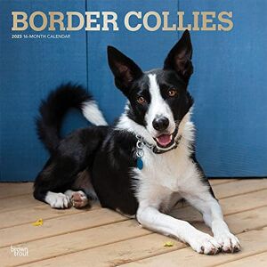 BrownTrout Publishers Inc. Border Collie Calendar 2023: 12 x 24 Inch Monthly Square Wall Calendar with Foil Stamped Cover from the BrownTrout Animal Dog Breed Calendar Range BrownTrout Publishers Inc. Border Collie Calendar 2023: 12 x 24 Inch Monthly Square Wall Calendar with Foil Stamped Cover from the BrownTrout Animal Dog Breed Calendar Range