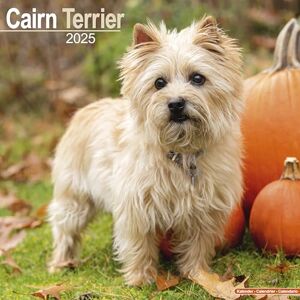 AVONSIDE Cairn Terrier 2025 Square Wall Calendar Dog Breed Calendar AVONSIDE Cairn Terrier 2025 Square Wall Calendar Dog Breed Calendar
