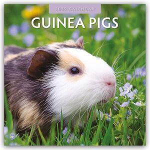 Red Robin Publishing Guinea Pigs 2025 Square Wall Calendar Red Robin Publishing Guinea Pigs 2025 Square Wall Calendar