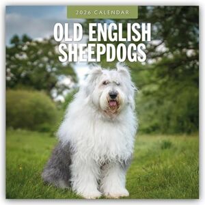 Red Robin Old English Sheepdogs 2026 Square Wall Calendar Red Robin Old English Sheepdogs 2026 Square Wall Calendar
