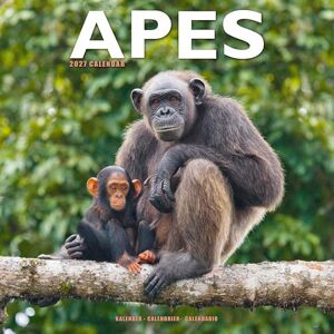 Avonside Publishing Ltd Apes 2027 Calendar Square Wall Calendar Animal Gift Plastic Free Packaging by Avonside Publishing Avonside Publishing Ltd Apes 2027 Calendar Square Wall Calendar Animal Gift Plastic Free Packaging by Avonside Publishing