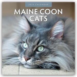 Red Robin Maine Coon Cats 2025 Square Wall Calendar Red Robin Maine Coon Cats 2025 Square Wall Calendar