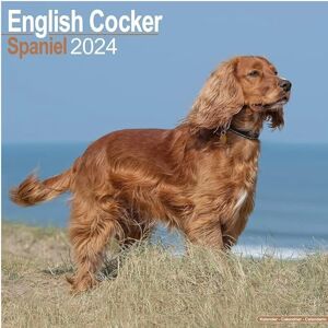 AVONSIDE English Cocker Spaniel Calendar 2024 Square Dog Breed Wall Calendar 16 Month AVONSIDE English Cocker Spaniel Calendar 2024 Square Dog Breed Wall Calendar 16 Month