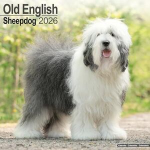 Avonside Publishing Ltd Old English Sheepdog 2026 Calendar Square Wall Calendar Dog Breed Gift Plastic Free Packaging by Avonside Publishing Avonside Publishing Ltd Old English Sheepdog 2026 Calendar Square Wall Calendar Dog Breed Gift Plastic Free Packaging by Avonside Publishing