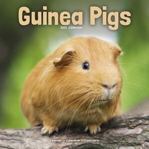 Avonside Publishing Ltd Guinea Pigs 2025 Square Wall Calendar Animal, Wildlife Calendar Avonside Publishing Ltd Guinea Pigs 2025 Square Wall Calendar Animal, Wildlife Calendar