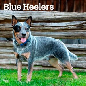 Publishers, Browntrout Blue Heelers 2026 12 x 24 Inch (Hanging) Monthly Square Wall Calendar Plastic-Free BrownTrout Animals Dog Breeds Publishers, Browntrout Blue Heelers 2026 12 x 24 Inch (Hanging) Monthly Square Wall Calendar Plastic-Free BrownTrout Animals Dog Breeds