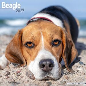Avonside Publishing Ltd Beagle 2027 Calendar Square Wall Calendar Dog Breed Gift Plastic Free Packaging by Avonside Publishing Avonside Publishing Ltd Beagle 2027 Calendar Square Wall Calendar Dog Breed Gift Plastic Free Packaging by Avonside Publishing