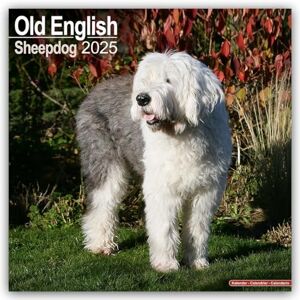 AVONSIDE Old English Sheepdog 2025 Square Wall Calendar Dog Breed Calendar AVONSIDE Old English Sheepdog 2025 Square Wall Calendar Dog Breed Calendar