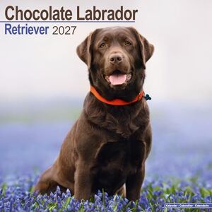 Avonside Publishing Ltd Chocolate Labrador Retriever 2027 Calendar Square Wall Calendar Dog Breed Gift Plastic Free Packaging by Avonside Publishing Avonside Publishing Ltd Chocolate Labrador Retriever 2027 Calendar Square Wall Calendar Dog Breed Gift Plastic Free Packaging by Avonside Publishing