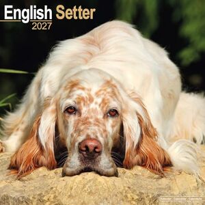 Avonside Publishing Ltd English Setter 2027 Calendar Square Wall Calendar Dog Breed Gift Plastic Free Packaging by Avonside Publishing Avonside Publishing Ltd English Setter 2027 Calendar Square Wall Calendar Dog Breed Gift Plastic Free Packaging by Avonside Publishing