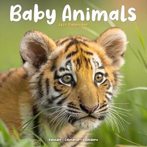 Avonside Publishing Ltd Baby Animals 2027 Calendar Square Wall Calendar Animal Gift Plastic Free Packaging by Avonside Publishing Avonside Publishing Ltd Baby Animals 2027 Calendar Square Wall Calendar Animal Gift Plastic Free Packaging by Avonside Publishing