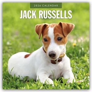 Red Robin Jack Russells 2026 Square Wall Calendar Red Robin Jack Russells 2026 Square Wall Calendar