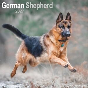 Avonside Publishing Ltd German Shepherd 2027 Calendar Square Wall Calendar Dog Breed Gift Plastic Free Packaging by Avonside Publishing Avonside Publishing Ltd German Shepherd 2027 Calendar Square Wall Calendar Dog Breed Gift Plastic Free Packaging by Avonside Publishing