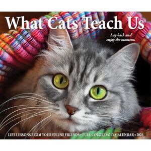 Willow Creek Press What Cats Teach Us 2026 Box Calendar Willow Creek Press What Cats Teach Us 2026 Box Calendar