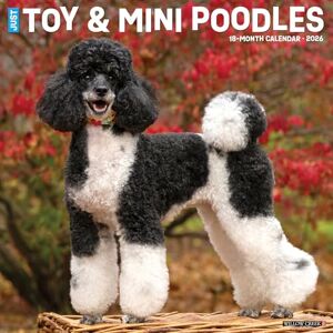 Willow Creek Press Toy & Miniature Poodles 2026 Wall Calendar Willow Creek Press Toy & Miniature Poodles 2026 Wall Calendar