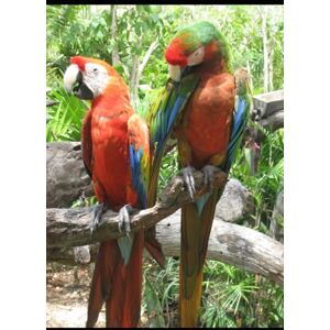 SHARMA, DEVASH The Complete World of Birds: Science, Ecology, Behaviour, and Human Connection: A Comprehensive Guide to Avian Biology, Diversity, Conservation, and Ecosystem Roles SHARMA, DEVASH The Complete World of Birds: Science, Ecology, Behaviour, and Human Connection: A Comprehensive Guide to Avian Biology, Diversity, Conservation, and Ecosystem Roles